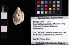 Foto (Objket + Etiketten) von Cracensigillatus acutirostrus (Moericke, 1889) 